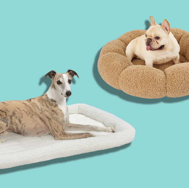 Hiddin Clear Acrylic Round Pet Bed with Doughnut Cushion & Reviews