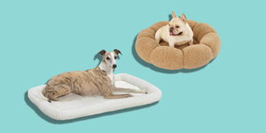 10 best dog beds of 2023, according to experts and pet parents