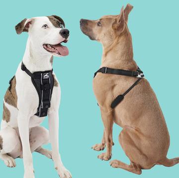 5 best nopull harnesses for every type of dog