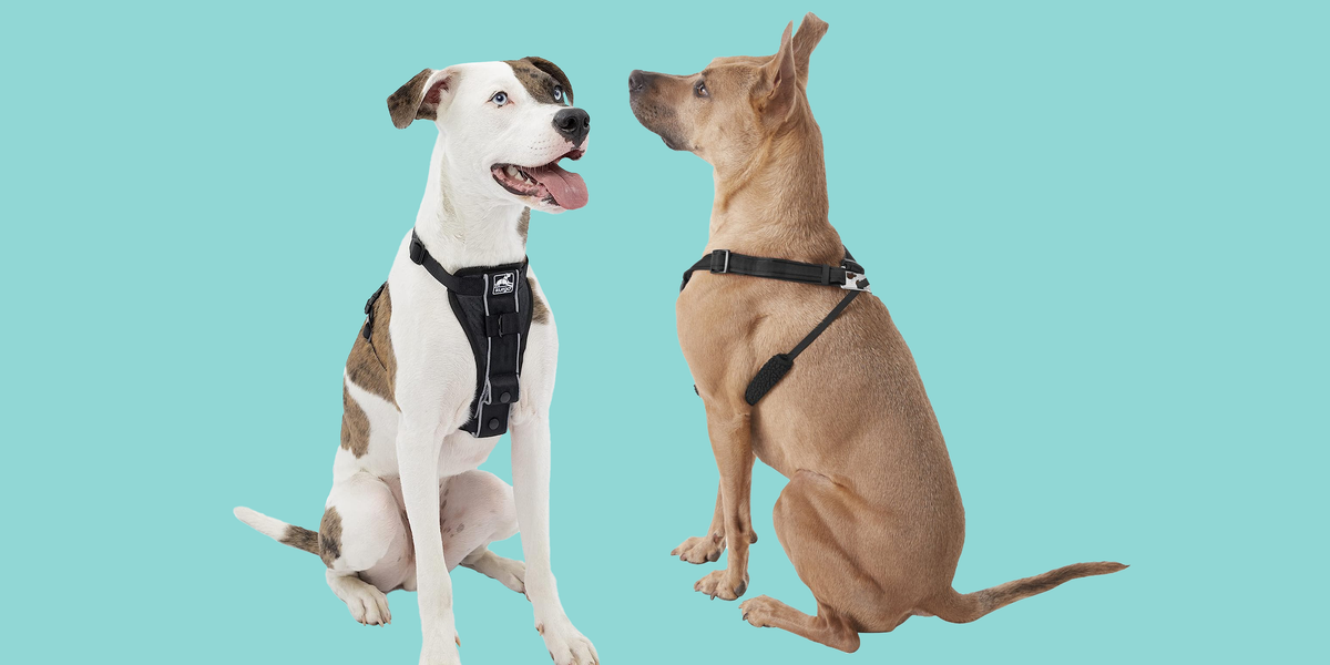 The no pull dog harness fashion