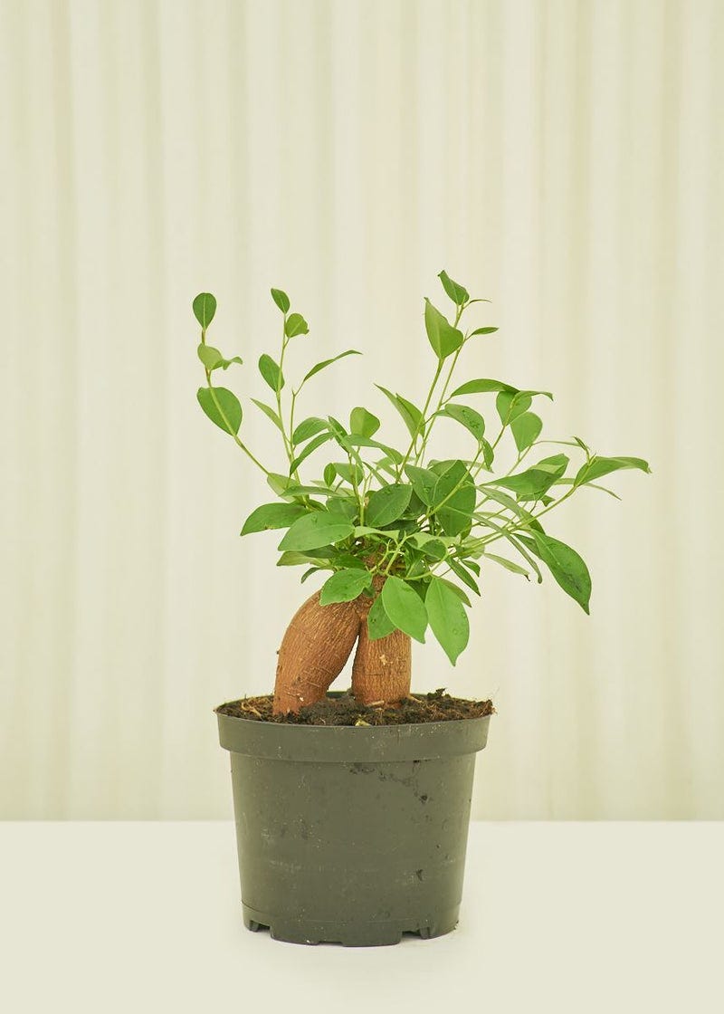 indoor trees, ficus ginseng in a pot