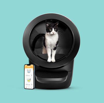 3 best automatic selfcleaning litter boxes to keep your cat happy
