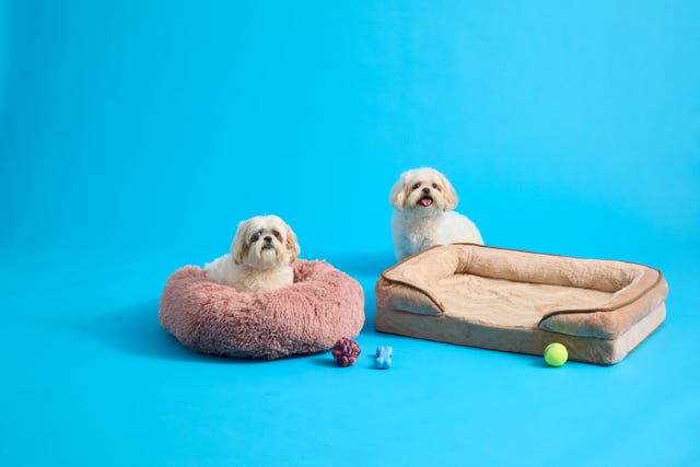 two of the best dog beds, shown with two fluffy white dogs for the good housekeeping institute