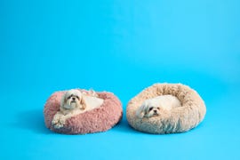best dog beds, two fluffy white dogs in a pink dog bed and a beige dog bed, part of a good housekeeping institute review of the best dog beds