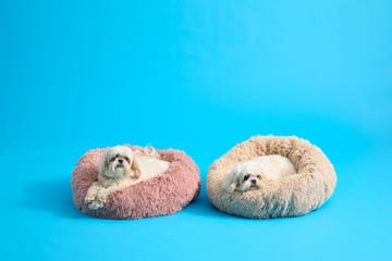best dog beds, two fluffy white dogs in a pink dog bed and a beige dog bed, part of a good housekeeping institute review of the best dog beds