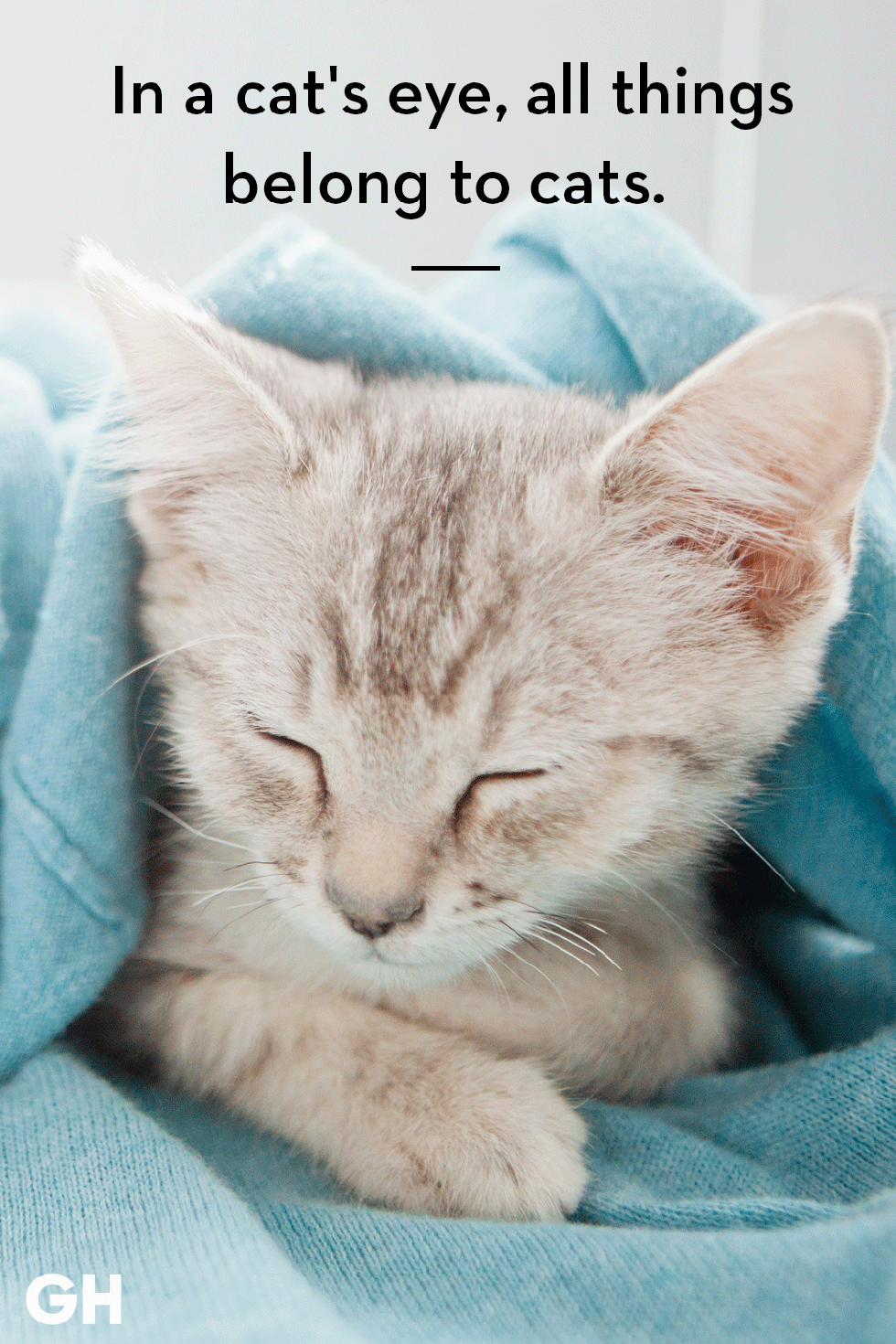 Pinterest (Pin) (16) cats pets cute