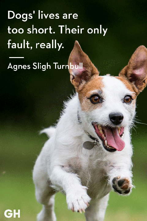 dog quote by agnes slight turnbull