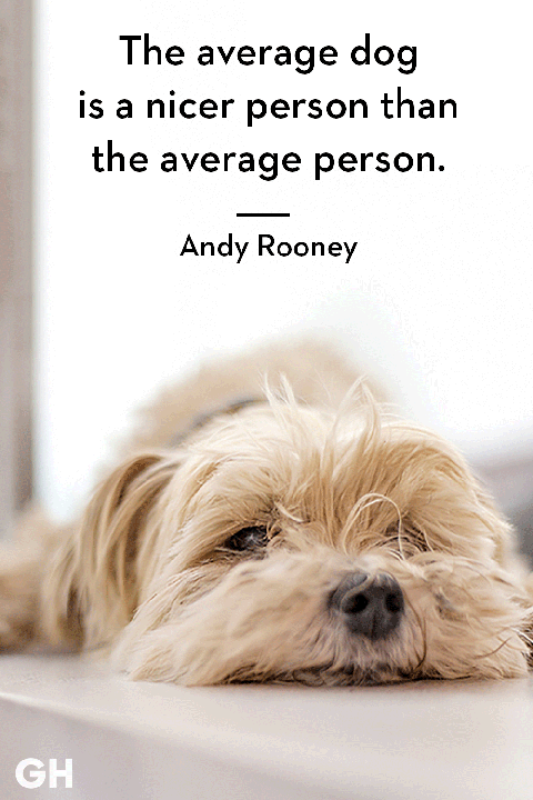 dog quote by andy rooney