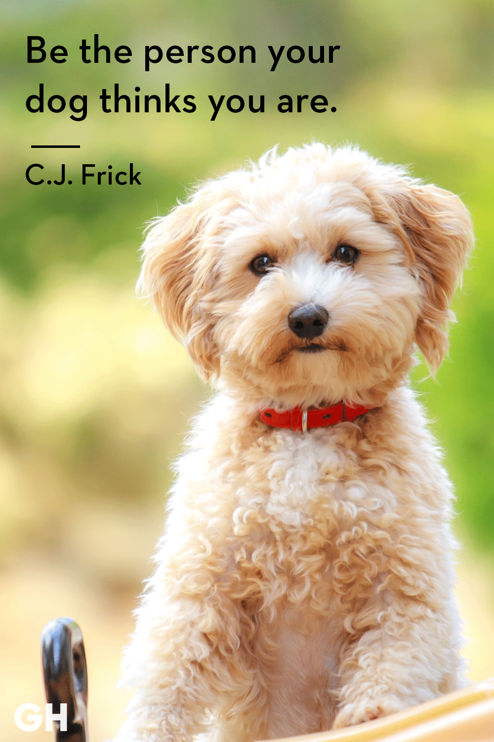 Good Morning Dog Quotes