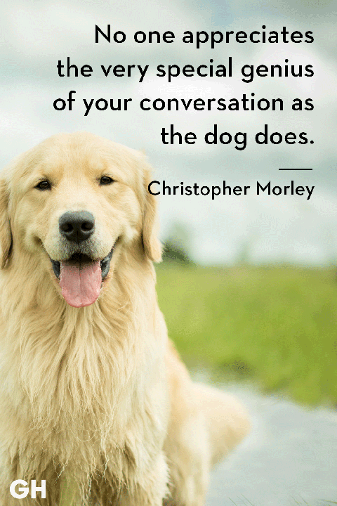 dog quote by christopher morley