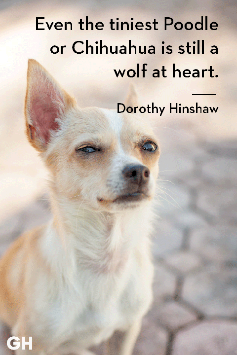 dog quote by dorothy hinshaw