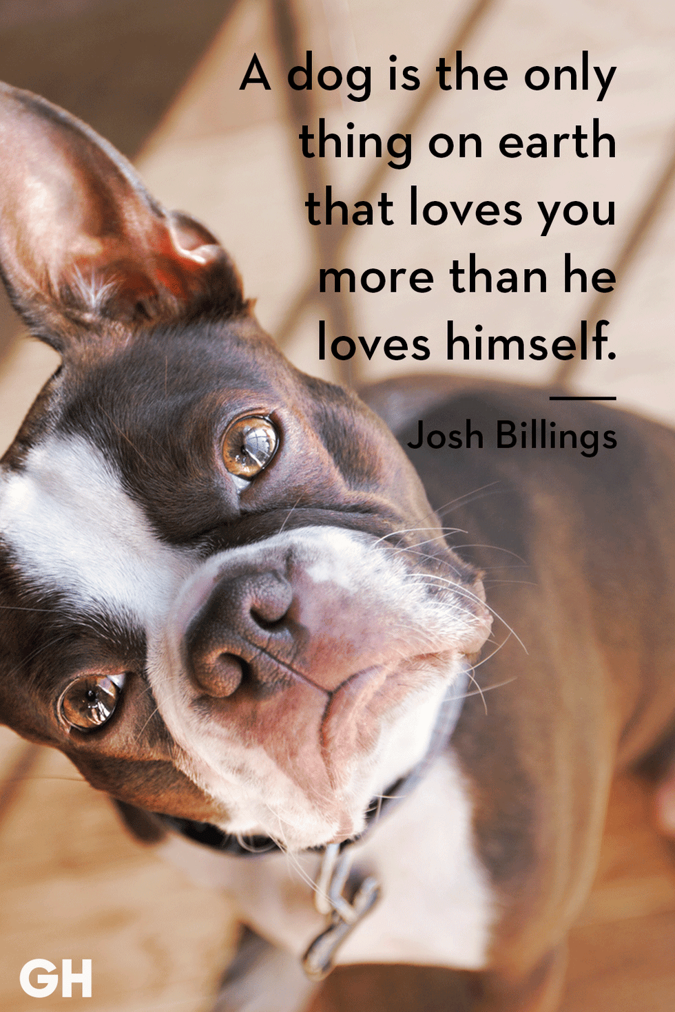 dog quote by josh billings