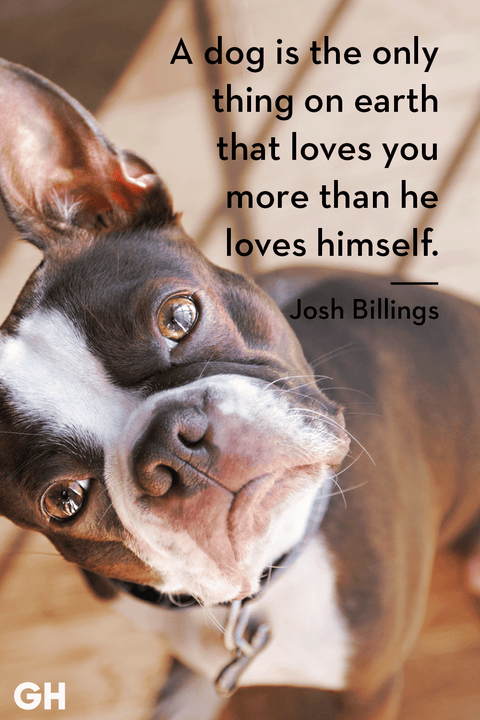 50 Best Dog Quotes - Funny and Cute Quotes About Dogs 50 Best Dog Quotes - Funny and Cute Quotes About Dogs