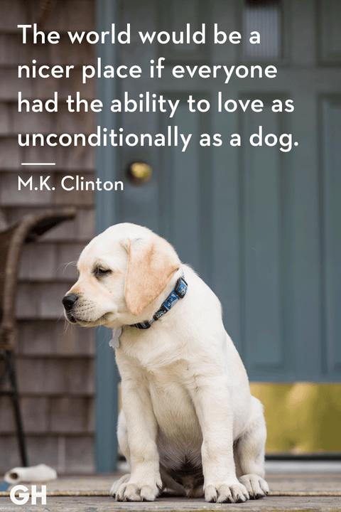 50 Best Dog Quotes - Funny and Cute Quotes About Dogs 50 Best Dog Quotes - Funny and Cute Quotes About Dogs