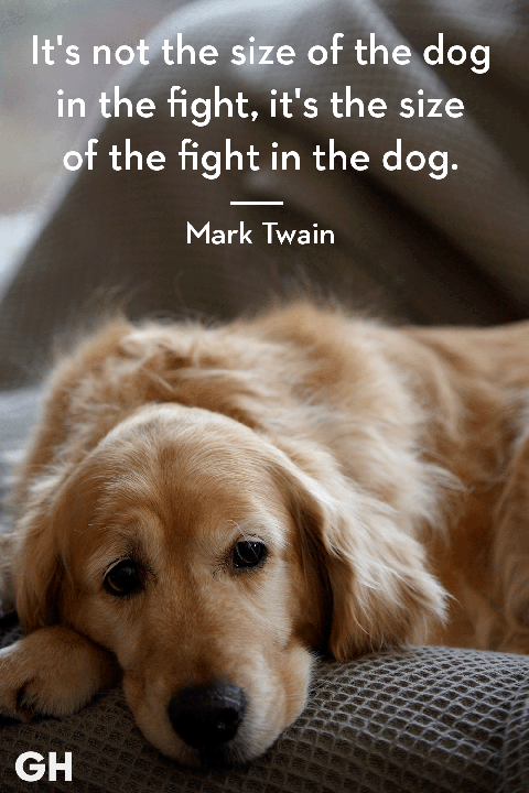 50 Best Dog Quotes - Funny and Cute Quotes About Dogs