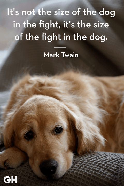 50 Best Dog Quotes - Funny and Cute Quotes About Dogs 50 Best Dog Quotes - Funny and Cute Quotes About Dogs