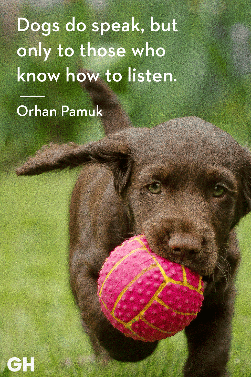 dog quote by orhan pamuk