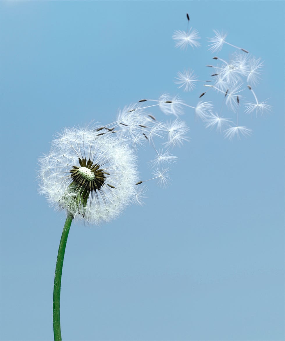 dandelion in the wind