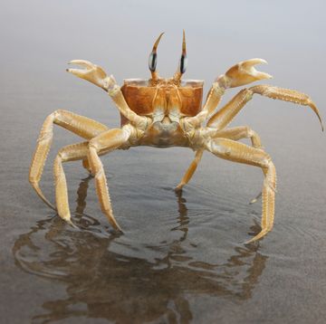 a ghost crab stands up in defensive position upon approach reflected in the wet sand of the skeleto