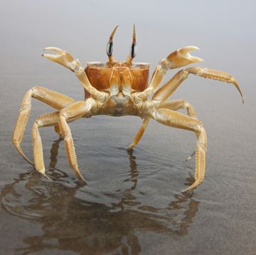 a ghost crab stands up in defensive position upon approach reflected in the wet sand of the skeleto