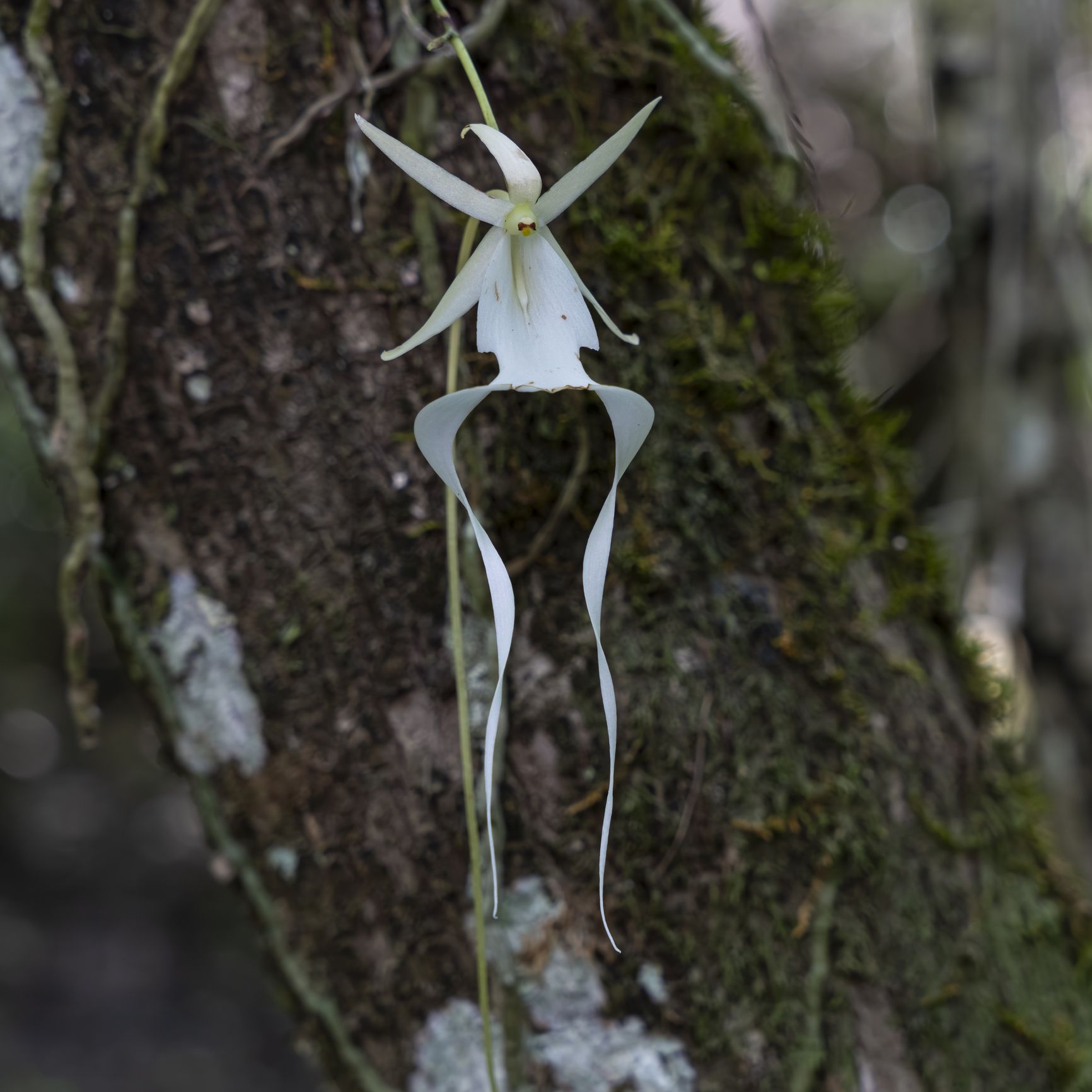 Ghost fern dress orchid bloom hotsell