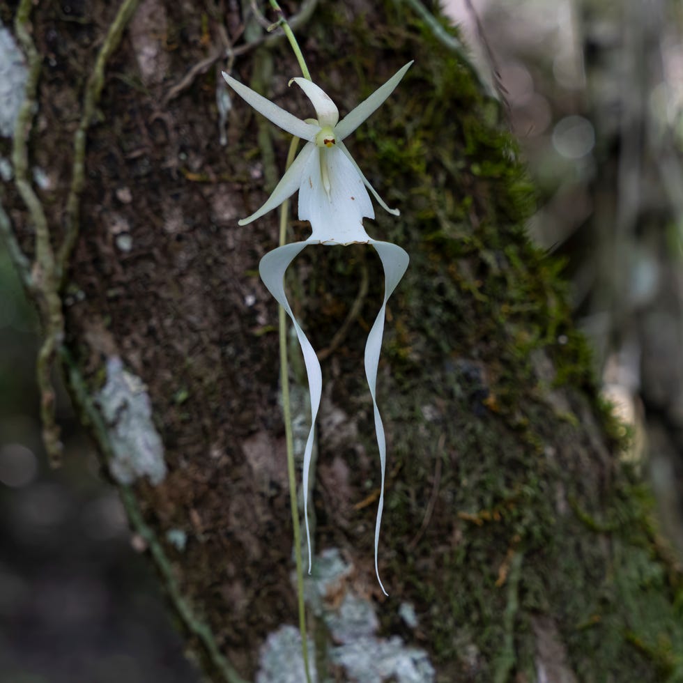 types of orchids ghost orchid