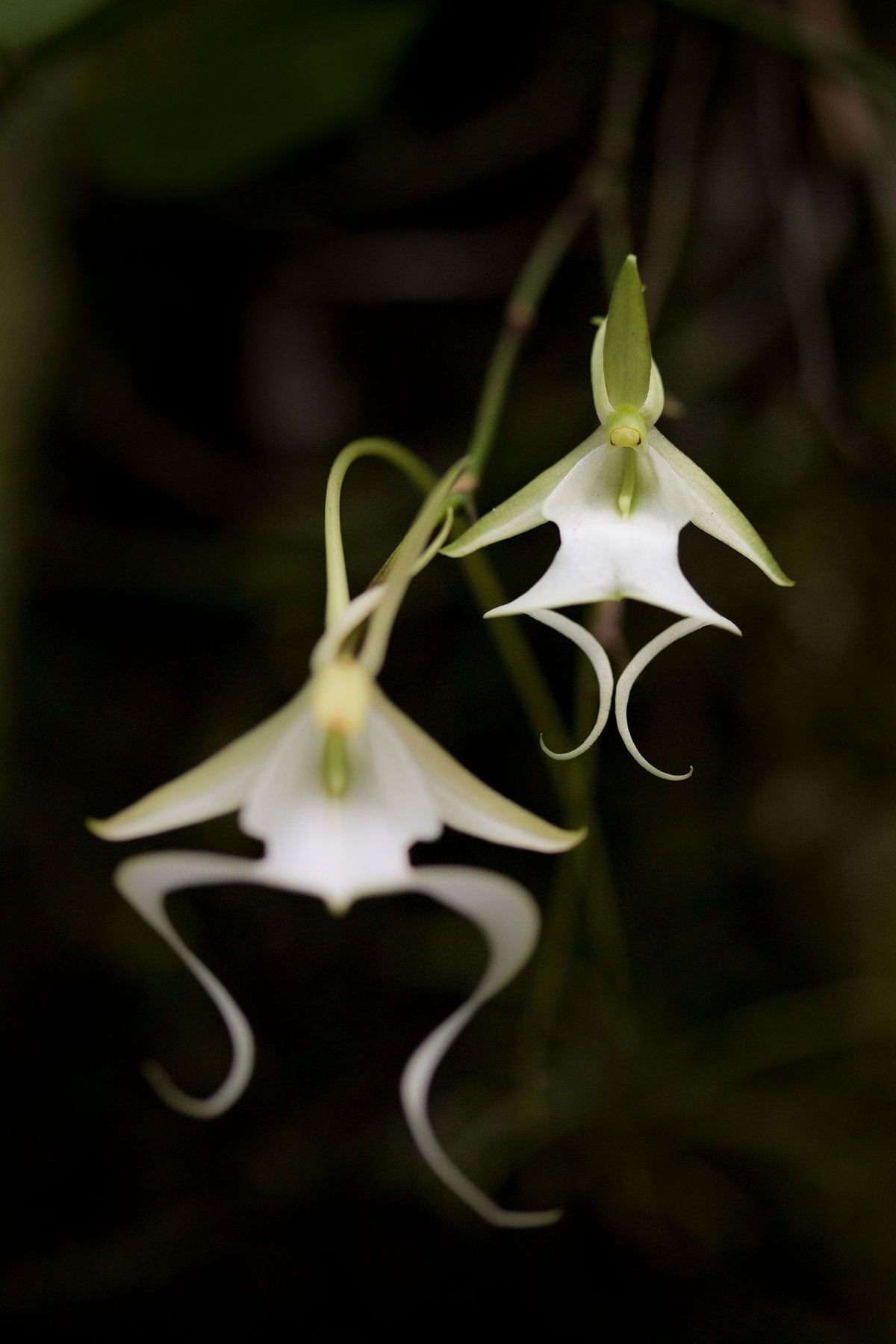 De zeldzame Amerikaanse spookorchidee groeit vooral in drie beschermde natuurgebieden in het zuiden van Florida Zijn adembenemend mooie bloemen betoveren mensen in de hele wereld