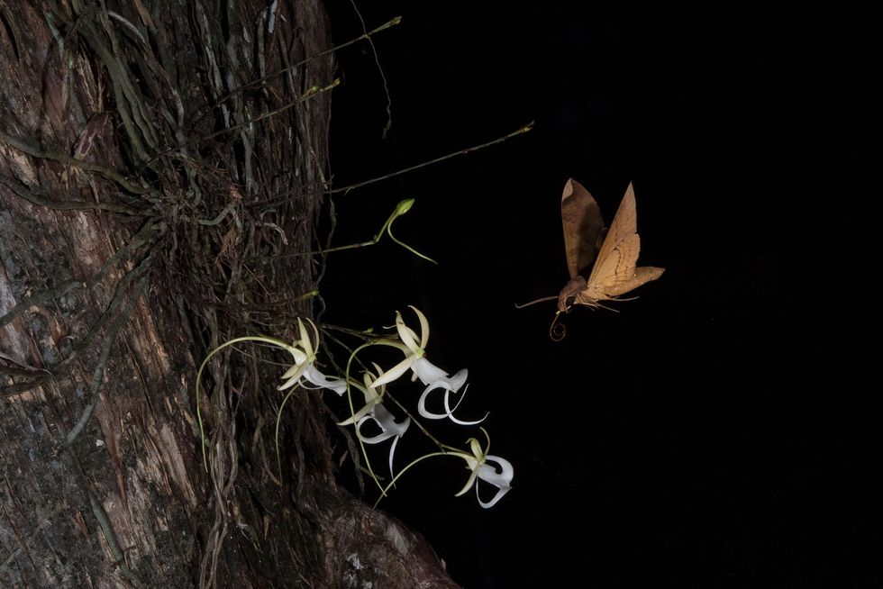 In het Corkscrew Swamp zweeft een vijgenpijlstaart Pachylia ficus boven een Amerikaanse spookorchidee nadat hij de bloem heeft bestoven