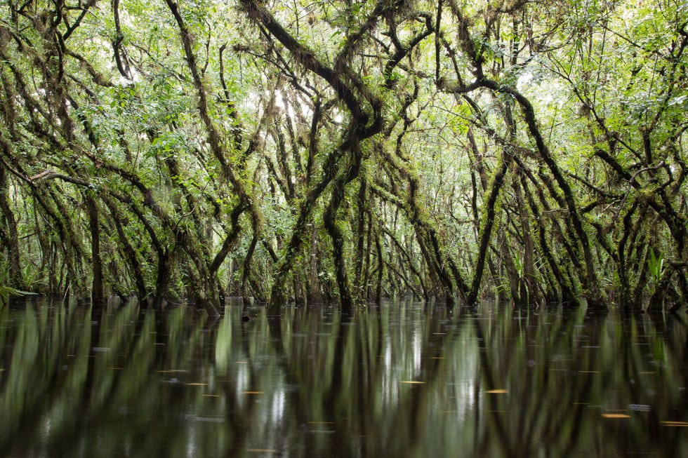 De alligatorappelboom is een belangrijke gastheer voor Amerikaanse spookorchideen Ze zijn in staat lange perioden van overstroming te overleven en hun dichte bladerdak draagt bij aan het ideale microklimaat voor de bloemen