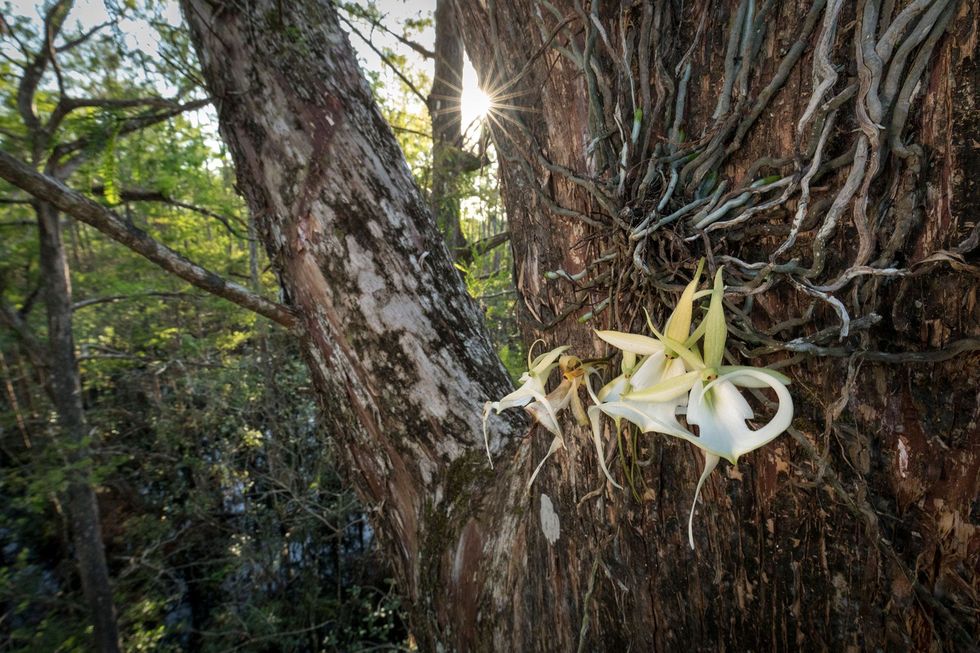 Voor zover bekend is het superspook de grootste Amerikaanse spookorchidee in het wild in het zuiden van Florida Het spook kan tegelijkertijd een groot aantal bloemen tonen soms de hele zomer lang