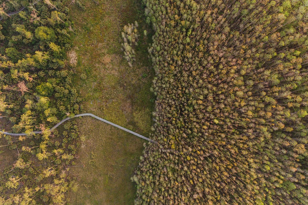 Een looppad slingert zich door het Corkscrew Swamp Sanctuary en zijn wetlands en moerassen en langs een van de grootste opstanden van oeroude cipressen