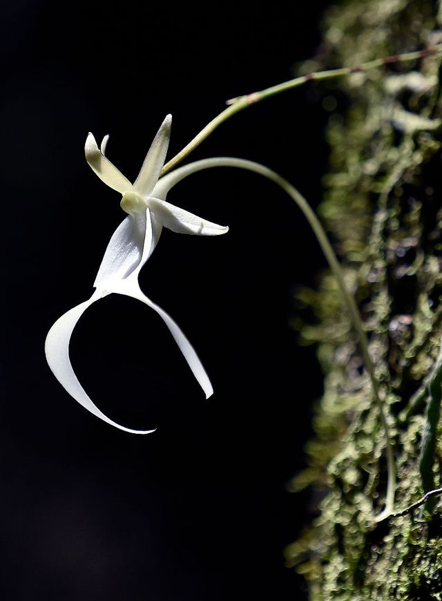 The ghost orchid