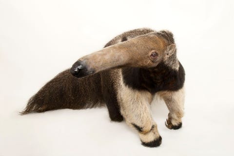 Reuzenmiereneter Deze soort wordt beschouwd als een van de meest bedreigde zoogdieren van MiddenAmerika waar zijn habitat van grasland gestaag slinkt als gevolg van menselijke activiteiten