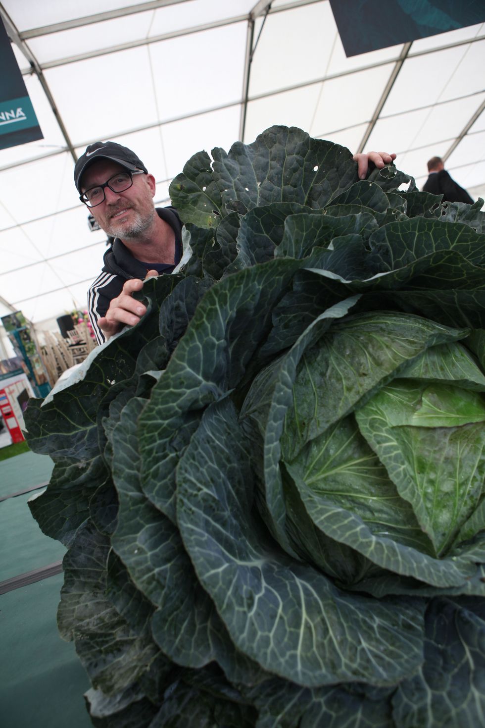 Giant cabbage at Malvern Autumn Show