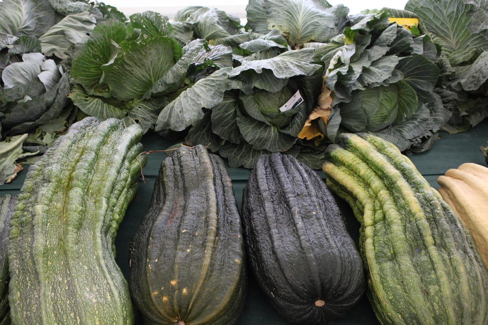 Giant cabbages and marrows at Malvern Autumn Show