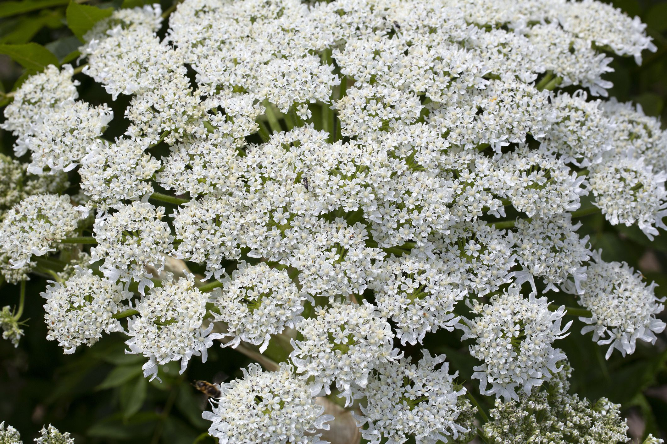 Giant Hogweed vs. Queen Anne's Lace - A-Z Animals