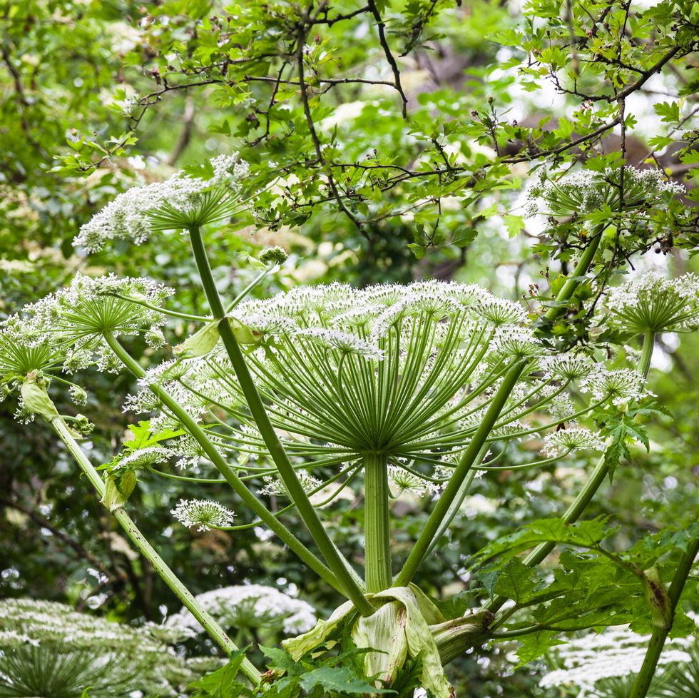 giant hogweed dangerous plant england summer
