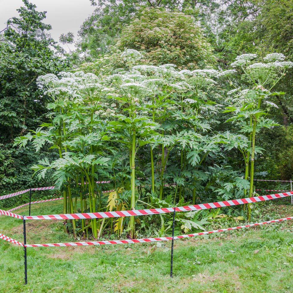 giant hogweed dangerous plant england summer