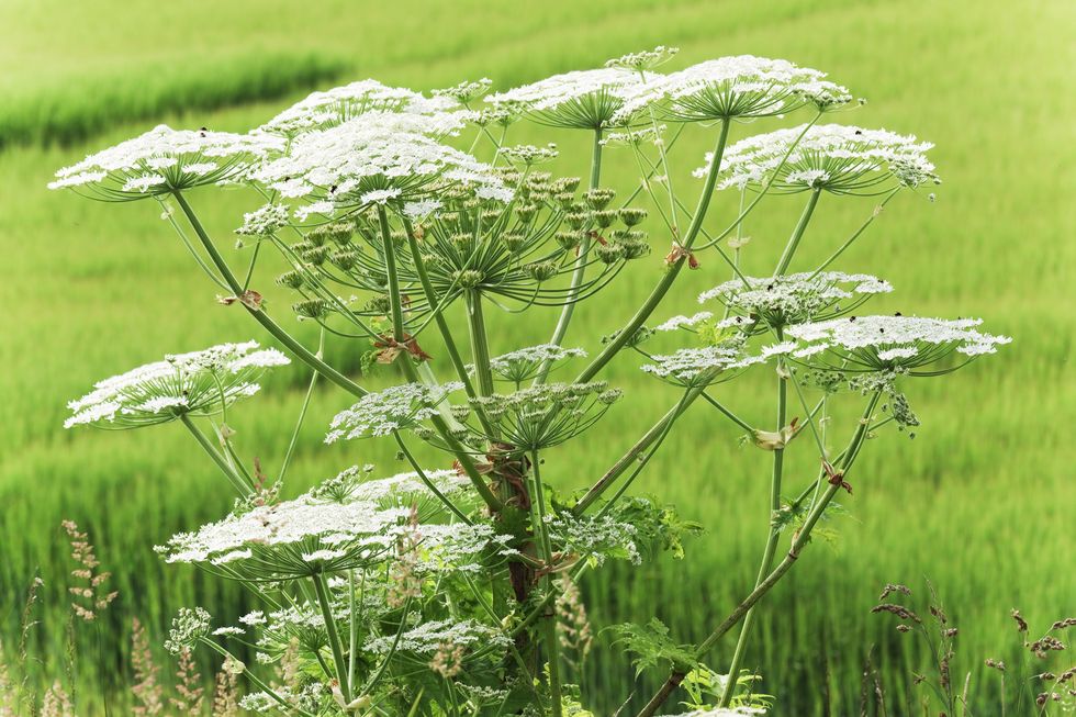 How Identify Giant Hogweed, the Plant That Can Severe and Blisters