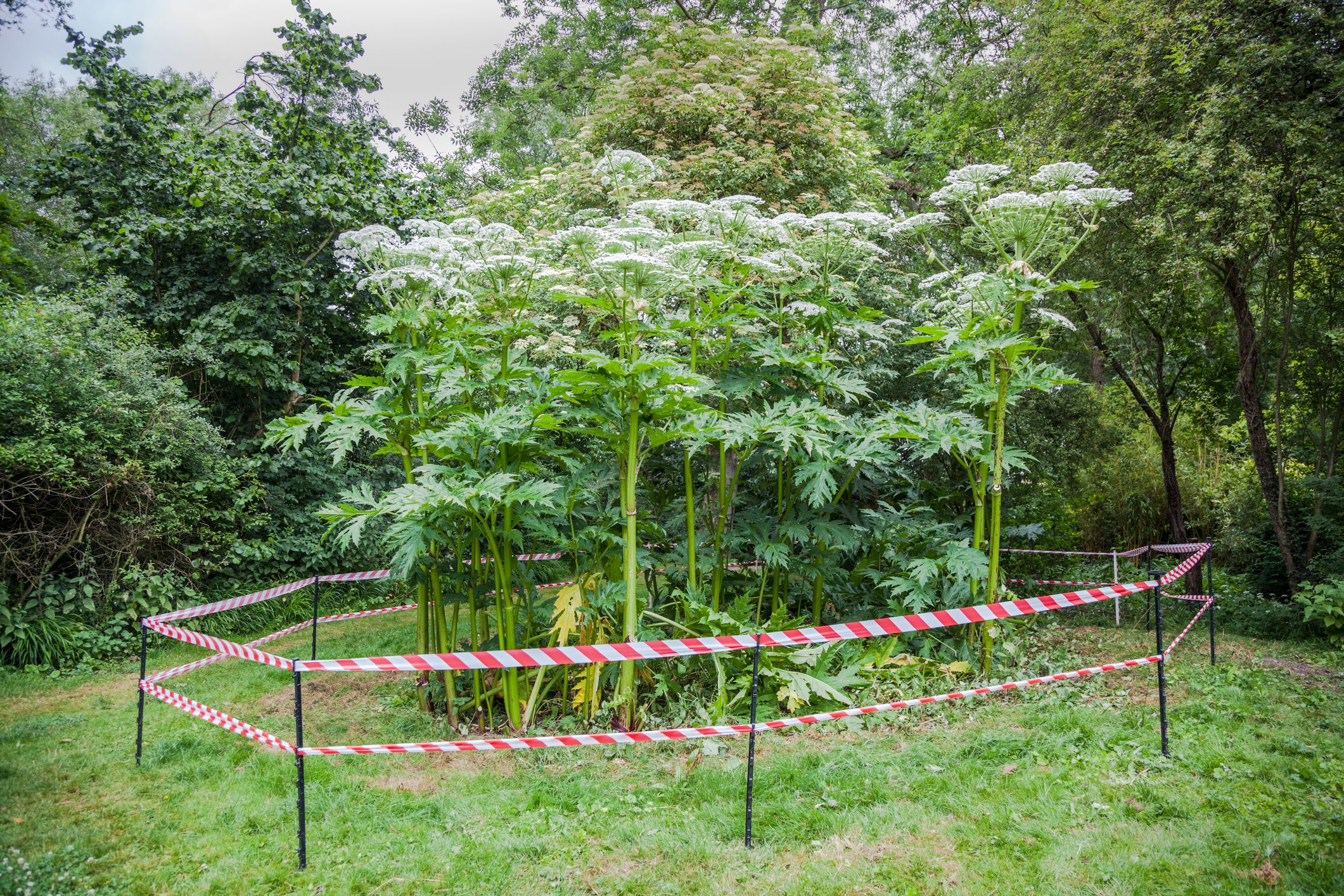 to Identify Giant Hogweed, the Plant Cause Severe and Blisters