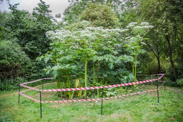 giant hogweed