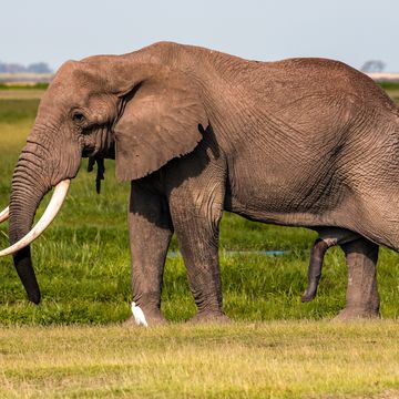 een afrikaanse olifant