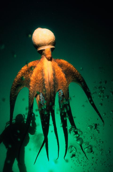 Giant octopus (Octopus dolfeini) and scuba diver, Canada