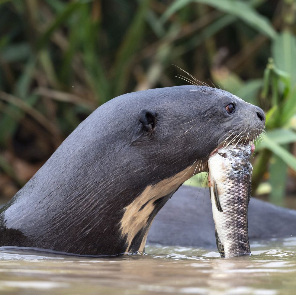giant otter eating fish in the water side view green natural background giant river otter, pteronura brasiliensis natural habitat brazil