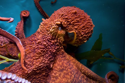 Reuzenkraken hebben in laboratoriumtests geleerd om potten te openen andere octopussen te imiteren en doolhoven op te lossen