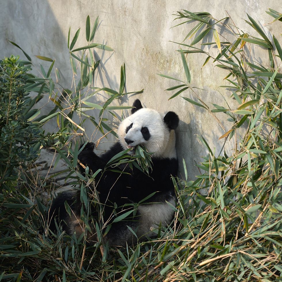 american born panda twins make debut in chengdu
