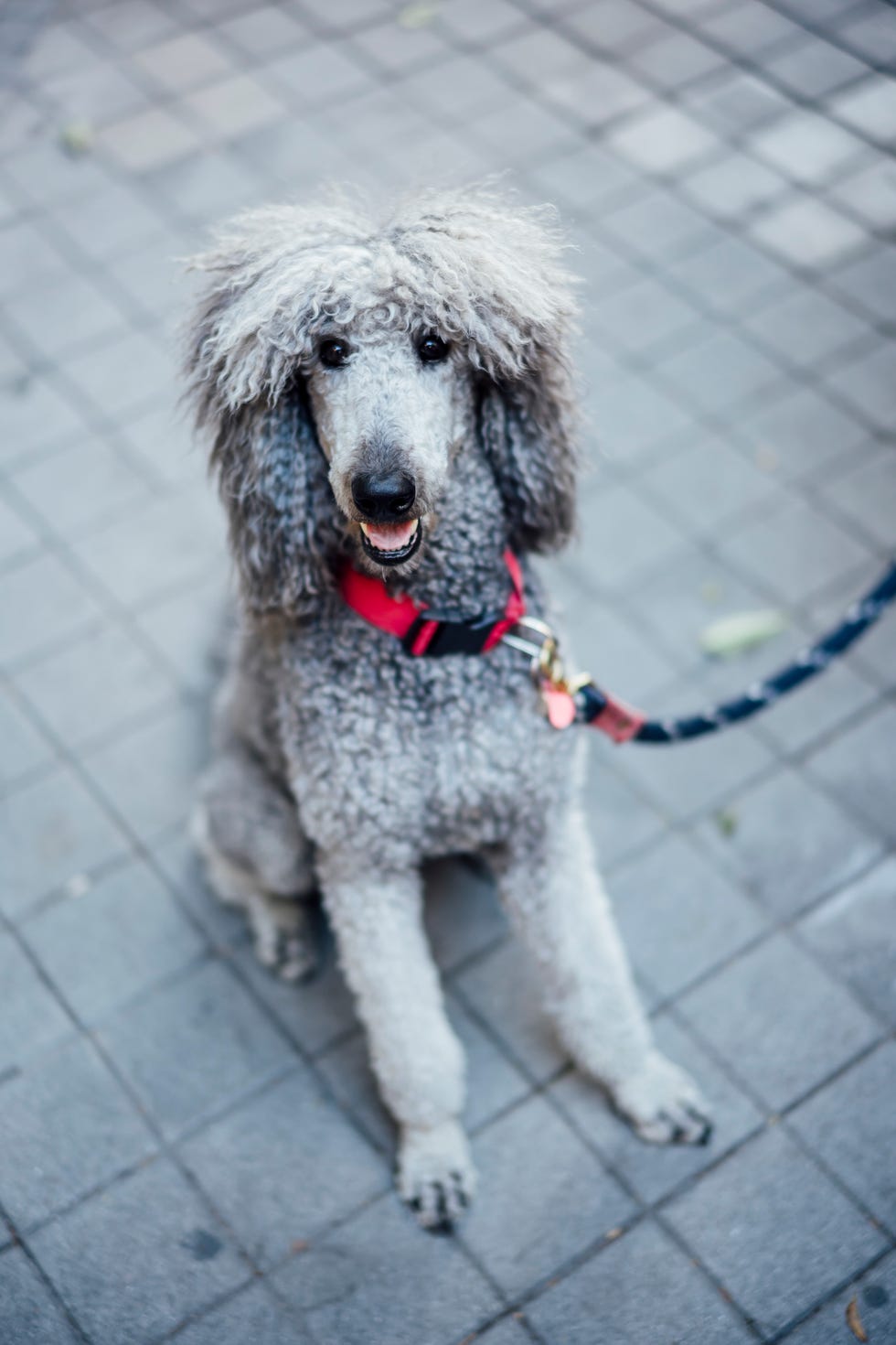 25 Best Hypoallergenic Dogs That Don't Shed