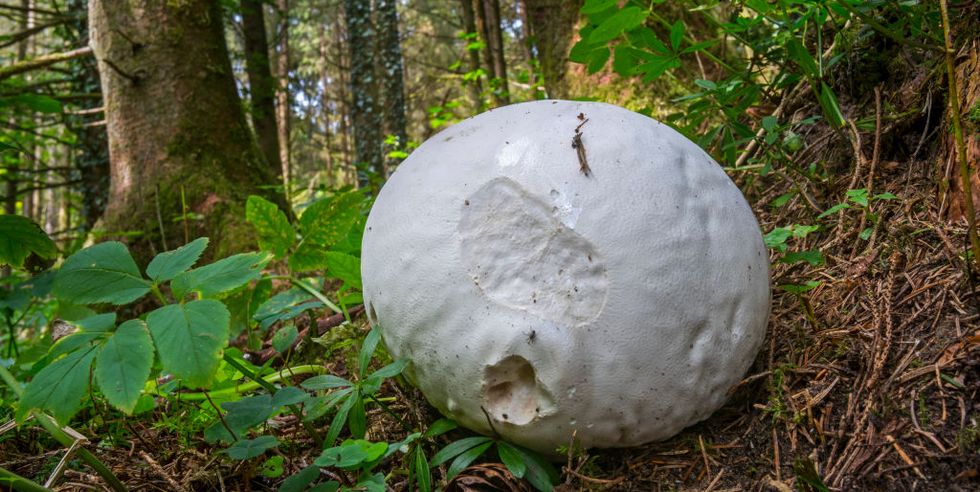 giant puffball on the forest floor in late summer