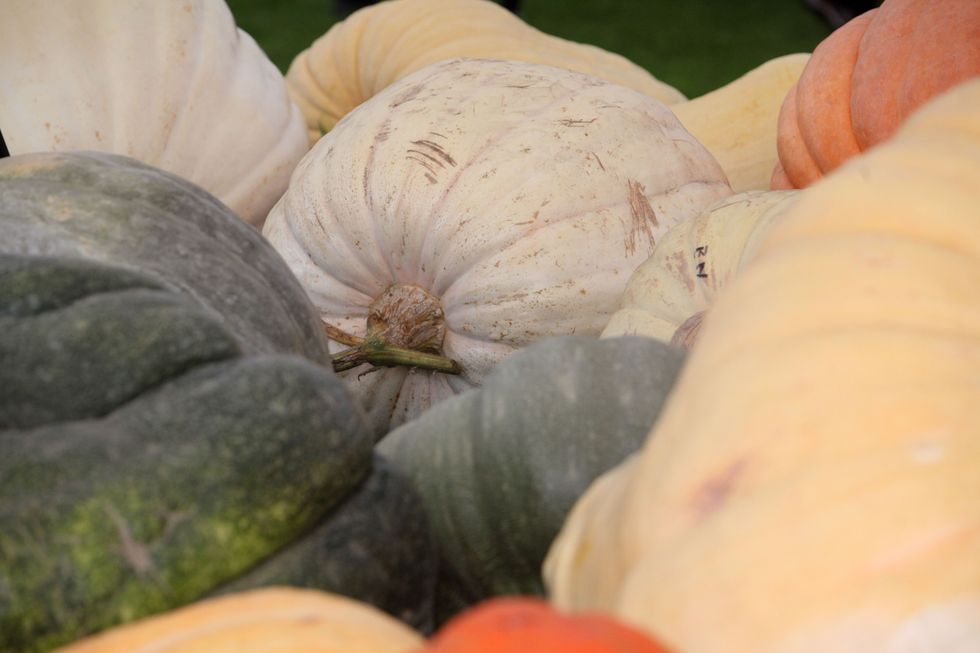 Giant pumpkins and gourds at Malvern Autumn Show