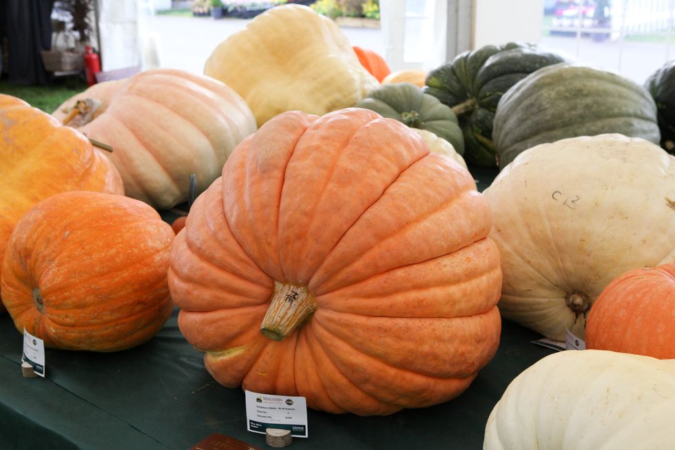 Giant pumpkins at Malvern Autumn Show